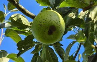 Afbeelding Appel 'Bloemeezoet' - Malus domestica 'Bloemeezoet'