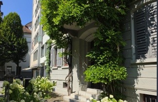 Afbeelding Blauwe Regen - Wisteria sinensis