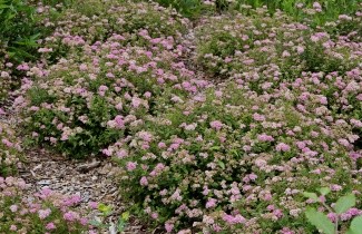 Afbeelding Spierstruik 'Little Princess' - vakbeplanting - Spiraea japonica 'Little Princess'