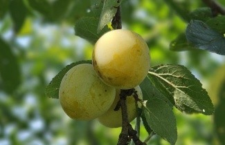 Afbeelding Pruim 'Mirabelle de Nancy' - Prunus domestica 'Mirabelle de Nancy'