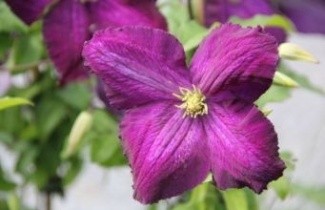 Afbeelding Bosrank 'Jackmanii Purpurea' - Clematis 'Jackmanii Purpurea'