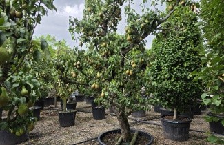 Afbeelding Handpeer 'Conference' - Pyrus communis 'Conference'