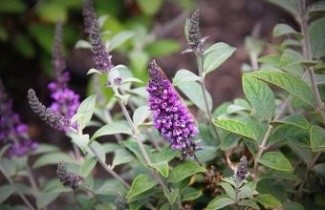 Afbeelding Dwerg Vlinderstruik 'Lilac Chip' - Buddleja davidii 'Lilac Chip'