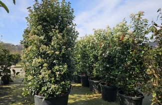 Afbeelding Sneeuwbal - Viburnum tinus