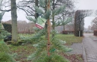 Afbeelding Mammoetboom 'Healthy Mammoth Three' - Sequoiadendron giganteum 'Healthy Mammoth Three'