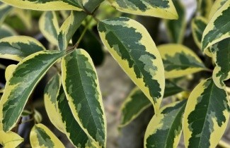 Afbeelding Chinese bonte liguster - Ligustrum lucidum 'Excelsum Superbum'