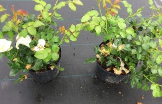 Afbeelding Heesterroos 'Escimo' - Rosa 'Escimo'