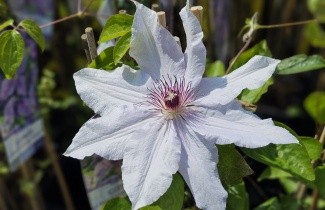 Afbeelding Bosrank 'Snow Queen' - Clematis 'Snow Queen'