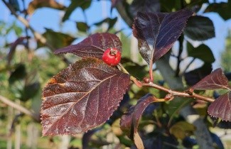Afbeelding Pruimbladige Meidoorn - Crataegus persimilis 'Splendens'