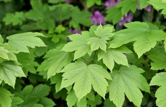 Afbeelding Gewone Esdoorn - Acer pseudoplatanus