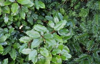 Afbeelding Groenblijvende gemengde haag - Ilex, Taxus, Tsuga enz...