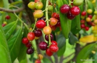 Afbeelding Laurierkers 'Caucasica' - Prunus laurocerasus 'Caucasica'