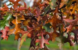 Afbeelding Moeraseik - Quercus palustris