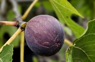 Afbeelding Vijg 'Brown Turkey' - Ficus carica 'Brown Turkey'