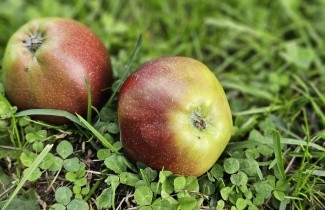 Afbeelding Appel 'Summerred' - Malus domestica 'Summerred'