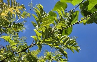Afbeelding opgaand groeiende lijsterbes - Sorbus aucuparia 'Wettra'