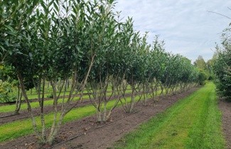 Afbeelding Laurierkers 'Caucasica' - Prunus laurocerasus 'Caucasica'