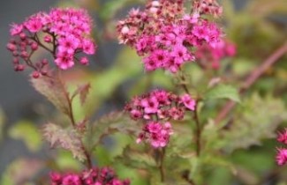 Afbeelding Spierstruik 'Dart's Red' - Spiraea japonica 'Dart's Red'