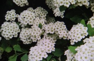 Afbeelding Spierstruik  'June Bride' - Spiraea nipponica 'June Bride'