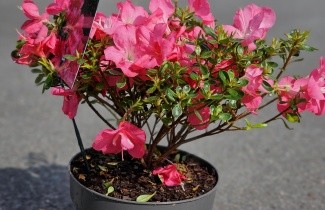 Afbeelding Azalea 'Anouk' - Rhododendron japonica 'Anouk'