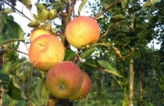Afbeelding Appel 'Cox' - Malus domestica 'Cox's Orange Pippin'