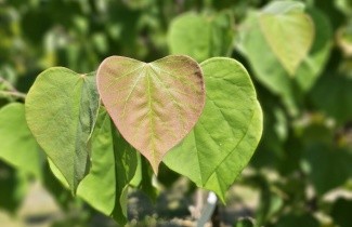 Afbeelding Amerikaanse judasboom - Cercis canadensis