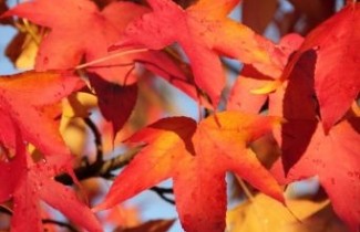 Afbeelding Amberstruik 'Worplesdon' - Liquidambar styraciflua 'Worplesdon'