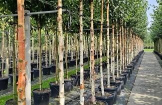Afbeelding Chinese rode berk - Betula albosinensis 'Fascination'