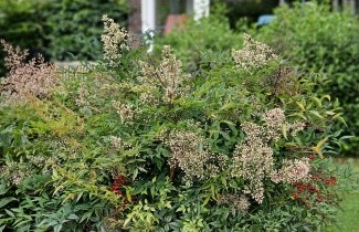 Afbeelding Hemelse bamboe - Nandina domestica