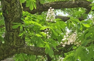 Afbeelding Paardenkastanje - Aesculus hippocastanum