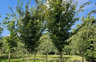 Afbeelding Perzisch IJzerhout 'Vanessa' - Parrotia persica 'Vanessa'