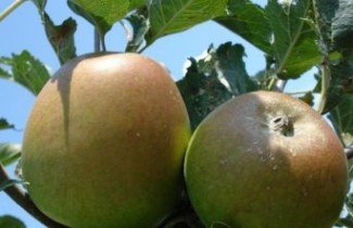 Afbeelding Appel "Winston" - Malus domestica 'Winston'