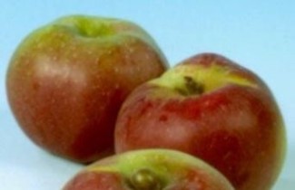 Afbeelding Appel "Winterramboer" - Malus domestica 'Winterramboer'