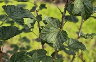 Afbeelding Alpenbes - Ribes alpinum