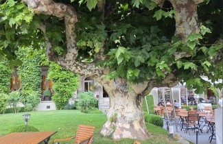 Afbeelding Oosterse plataan - Platanus orientalis