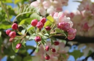 Afbeelding Sierappel 'Evereste' - Malus 'Evereste'