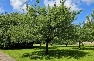 Afbeelding Appel 'James Grieve' - Malus domestica 'James Grieve'