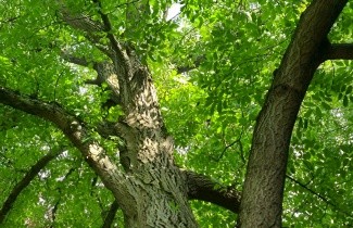 Afbeelding Walnoot - Juglans regia