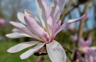 Afbeelding Stermagnolia 'Leonard Messel' - Magnolia loebneri 'Leonard Messel'