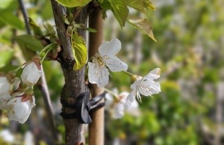 Afbeelding Kers 'Bigarreau Napoleon' - Prunus avium 'Bigarreau Napoleon'