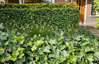 Afbeelding Klimop hibernica - Hedera hibernica