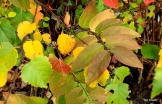 Afbeelding Biodiversiteit op olympisch niveau - Biodiversiteit voor insecten en vogels