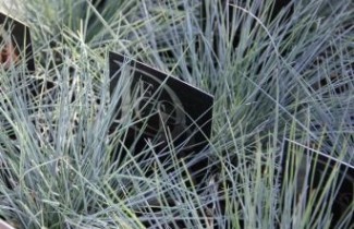 Afbeelding Zwenkgras 'Elijah Blue' - Festuca glauca 'Elijah Blue'