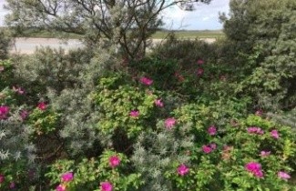 Afbeelding Duin & kustgebied - DUIN & KUSTGEBIED