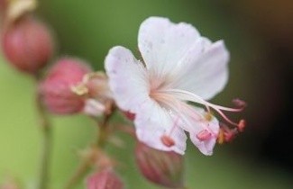 Afbeelding Ooievaarsbek, 'Spessart' - Geranium mac. 'Spessart'