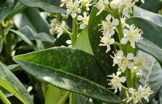 Afbeelding Laurierkers 'Genolia' - Prunus laurocerasus 'Genolia'