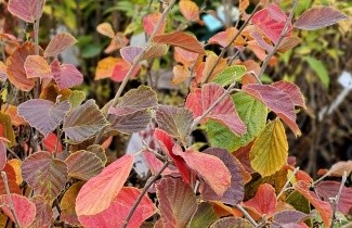 Afbeelding Toverhazelaar 'Ruby Glow' - Hamamelis intermedia 'Ruby Glow'