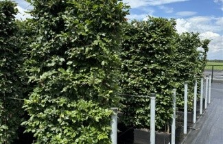 Afbeelding Groene beuk kant en klare haag - Fagus sylvatica