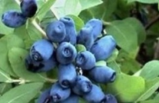Afbeelding Honingbes 'Amor' - Lonicera caerulea 'Amor'