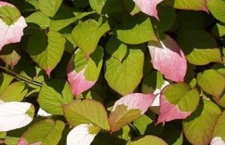 Afbeelding Siberische kiwi - Actinidia kolomikta